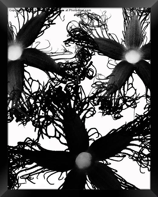 Three Black Flowers Framed Print by Mary Rath