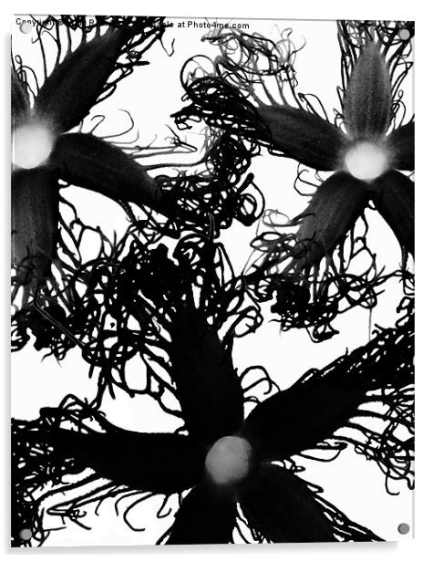 Three Black Flowers Acrylic by Mary Rath