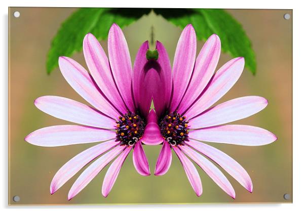 Flower Spider Acrylic by Julie Ormiston