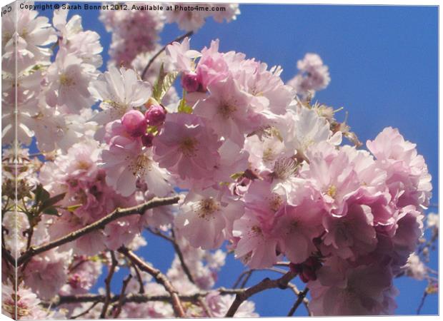 Double pink cherry blossom Canvas Print by Sarah Bonnot