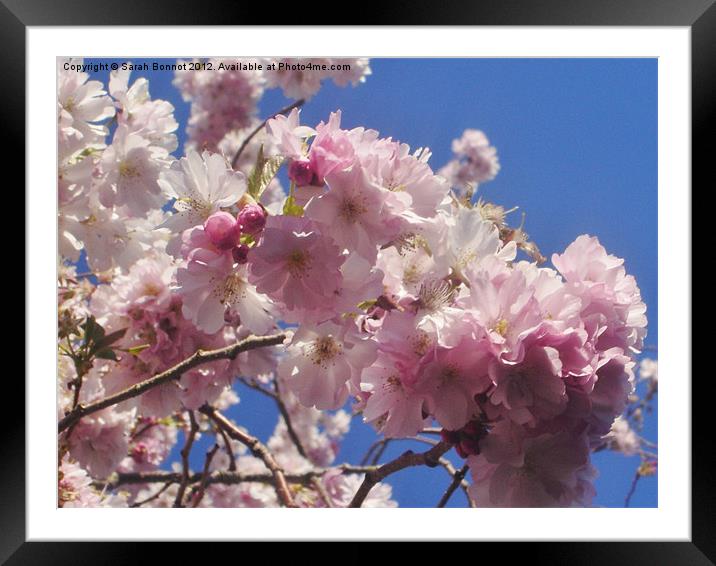 Double pink cherry blossom Framed Mounted Print by Sarah Bonnot