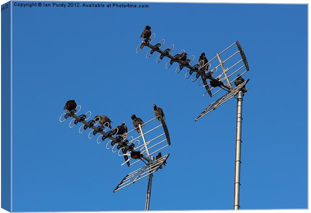 starlings on tv aerials Canvas Print by Ian Purdy
