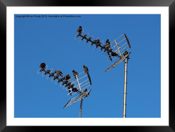 starlings on tv aerials Framed Mounted Print by Ian Purdy