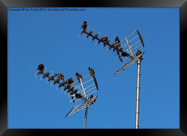 starlings on tv aerials Framed Print by Ian Purdy