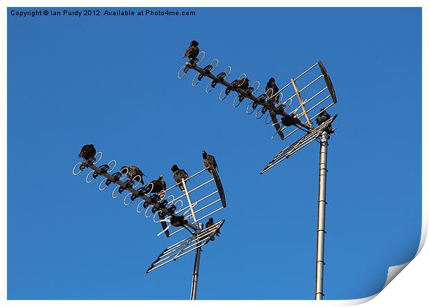 starlings on tv aerials Print by Ian Purdy