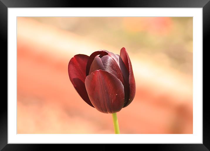 Deep Red Tulip Framed Mounted Print by Linda Brown