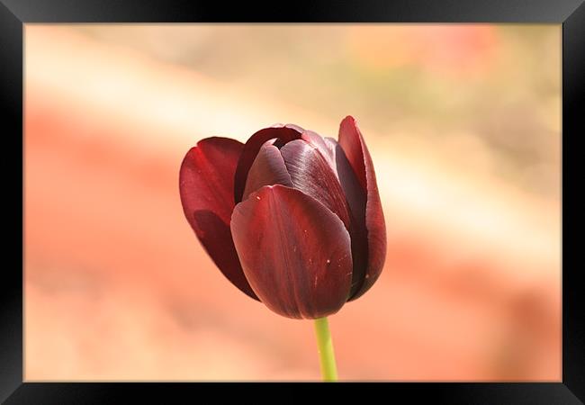 Deep Red Tulip Framed Print by Linda Brown