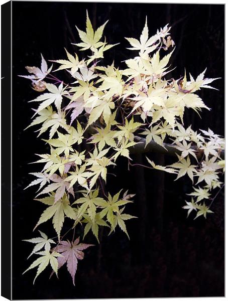 Acer Leaves Canvas Print by Colin Tracy
