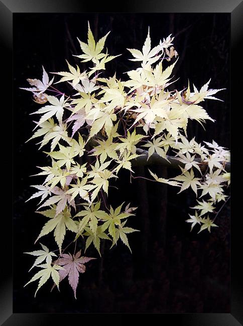 Acer Leaves Framed Print by Colin Tracy
