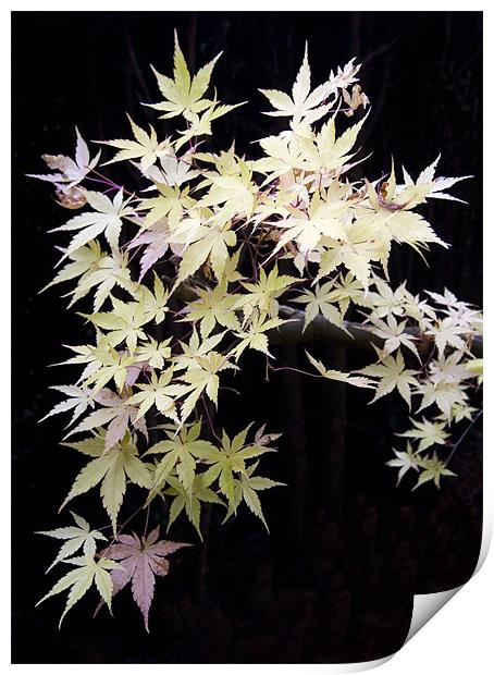 Acer Leaves Print by Colin Tracy