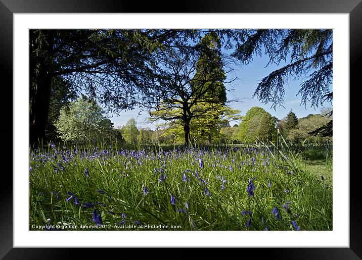 Woodland Scene at Exbury Gardens Framed Mounted Print by Gordon Dimmer