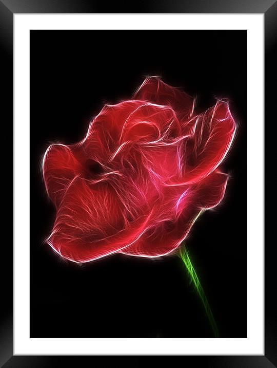 Electric Red Rose Framed Mounted Print by Mike Gorton