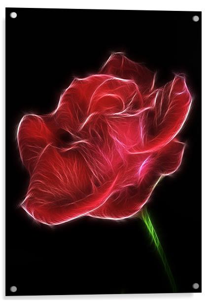 Electric Red Rose Acrylic by Mike Gorton