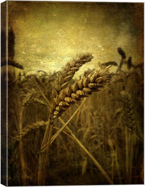 Wheat Field Canvas Print by Sarah Couzens