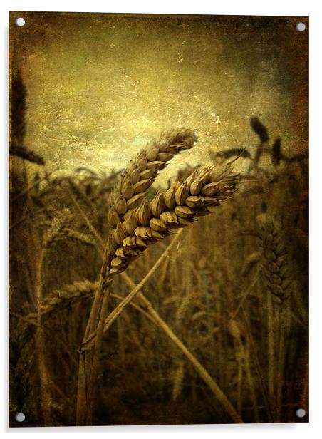 Wheat Field Acrylic by Sarah Couzens