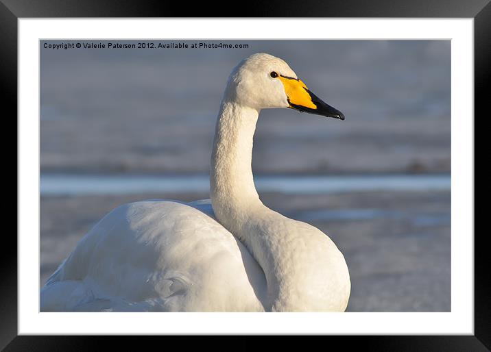 Whooper Swan Framed Mounted Print by Valerie Paterson