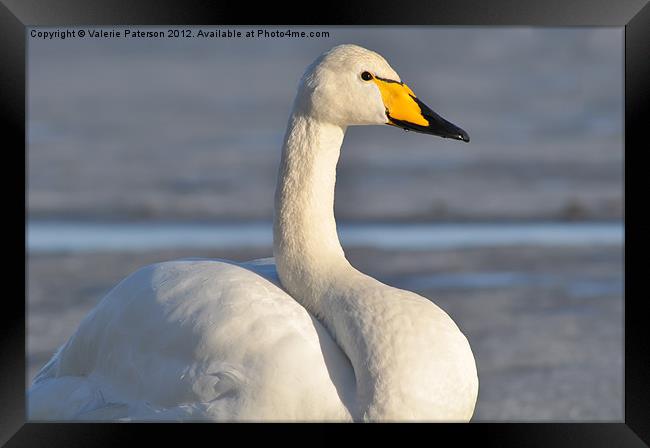 Whooper Swan Framed Print by Valerie Paterson