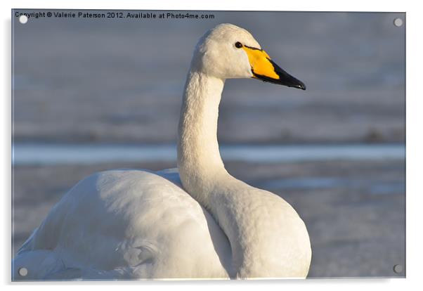 Whooper Swan Acrylic by Valerie Paterson