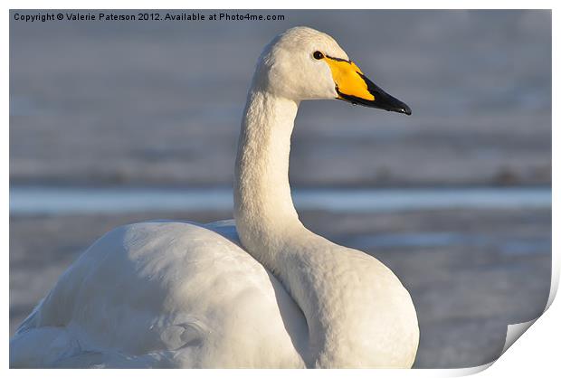 Whooper Swan Print by Valerie Paterson