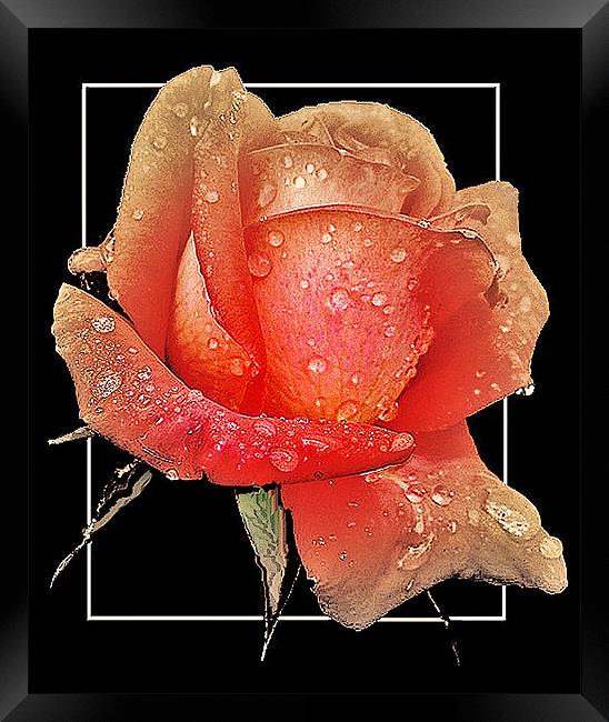 Pink Rose Bud Framed Print by Derek Vines