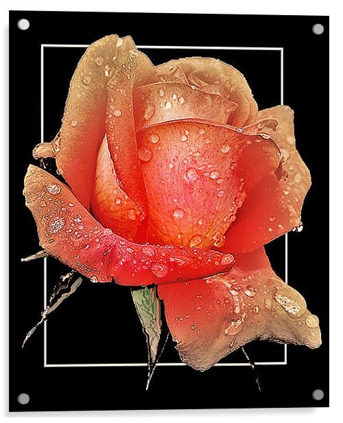Pink Rose Bud Acrylic by Derek Vines