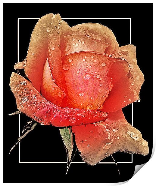 Pink Rose Bud Print by Derek Vines