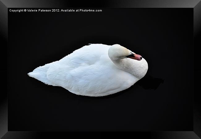 Brilliant White Swan Framed Print by Valerie Paterson