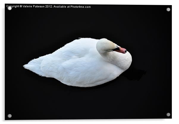 Brilliant White Swan Acrylic by Valerie Paterson