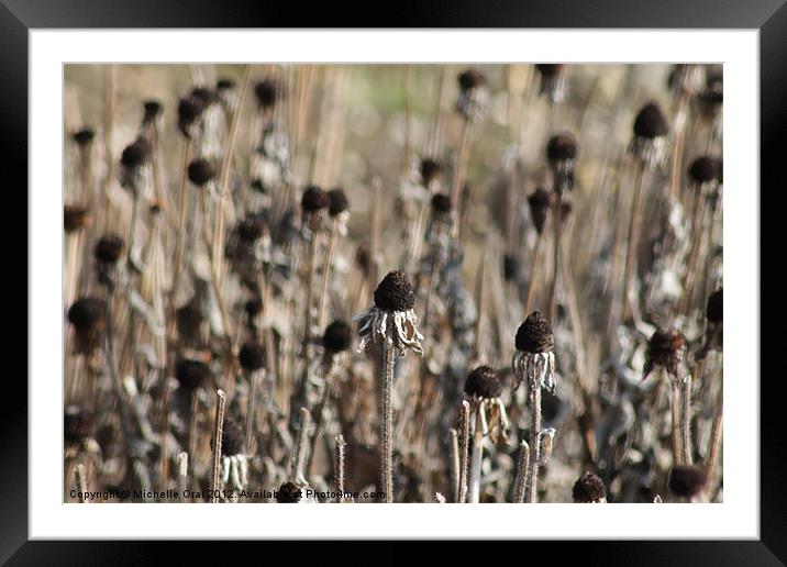 Field of Black Seedheads Framed Mounted Print by Michelle Orai