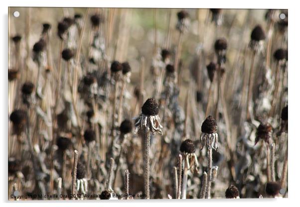 Field of Black Seedheads Acrylic by Michelle Orai