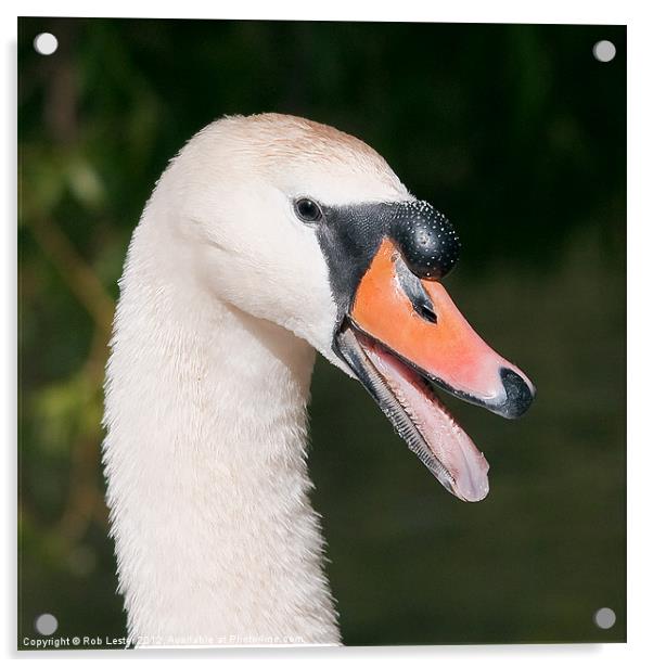 Mute swan, Cygnus olor Acrylic by Rob Lester