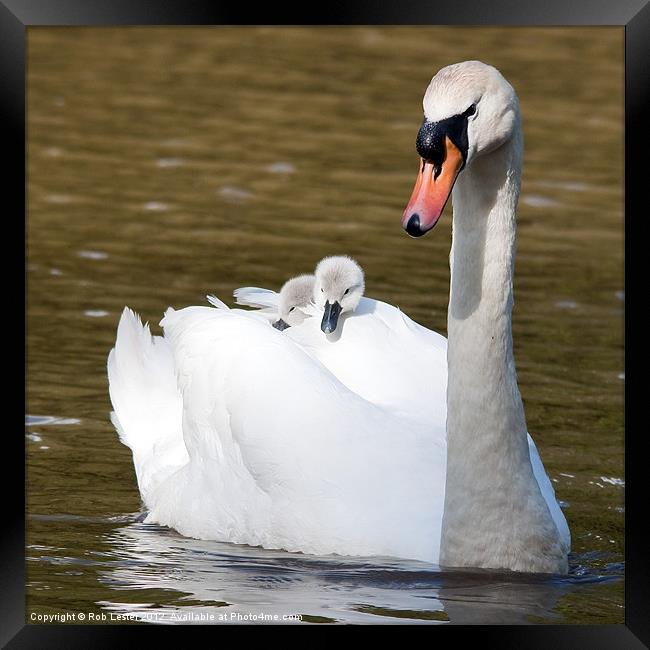 Freeloaders Framed Print by Rob Lester