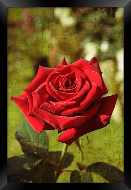RED ROSE mod.1 Framed Print by Gabriele Rossetti