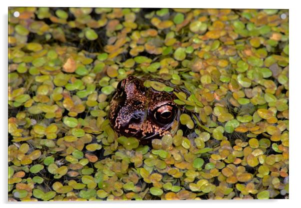 Common Frog Acrylic by Roger Green