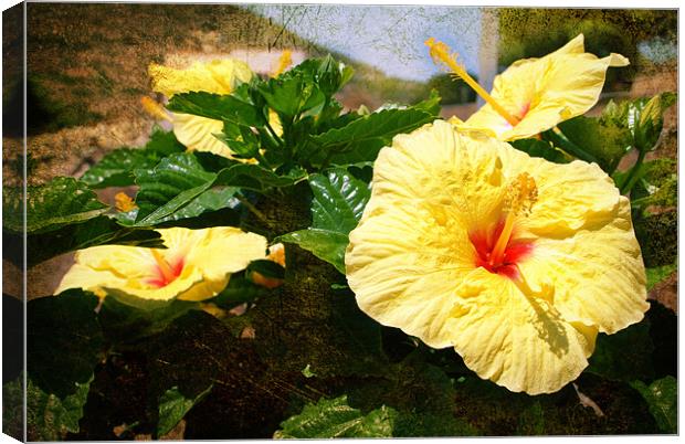 YELLOW HIBISCUS Canvas Print by Gabriele Rossetti