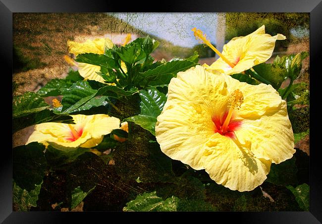 YELLOW HIBISCUS Framed Print by Gabriele Rossetti