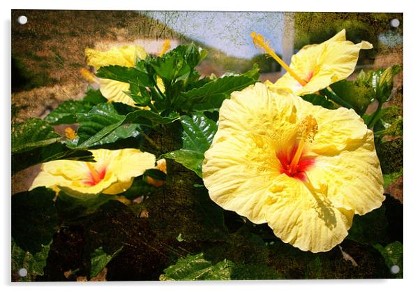 YELLOW HIBISCUS Acrylic by Gabriele Rossetti