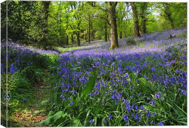 Bluebells Above Minterne Magna Canvas Print by Colin Tracy