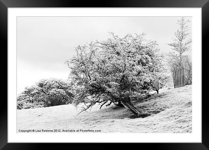 Winter Tree Framed Mounted Print by Loren Robbins