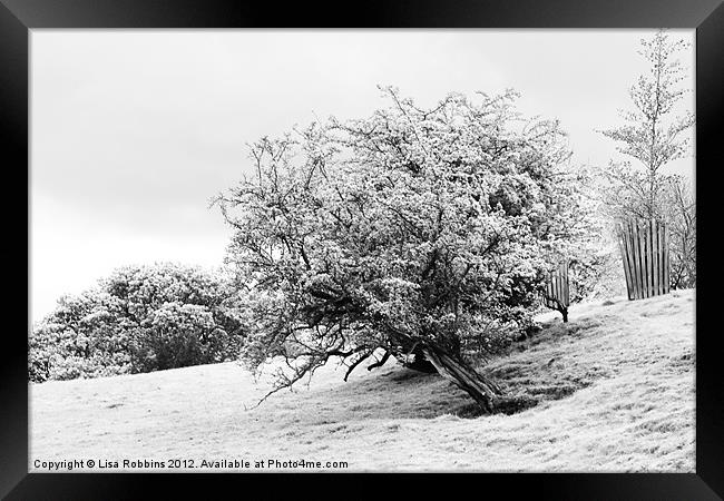 Winter Tree Framed Print by Loren Robbins