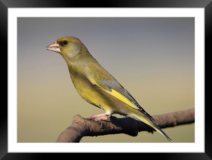 Greenfinch on a bare perch Framed Mounted Print by Maria Gaellman