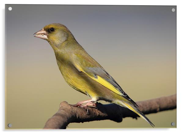 Greenfinch on a bare perch Acrylic by Maria Gaellman