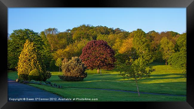 Lesnes Abbey Woods Framed Print by Dawn O'Connor