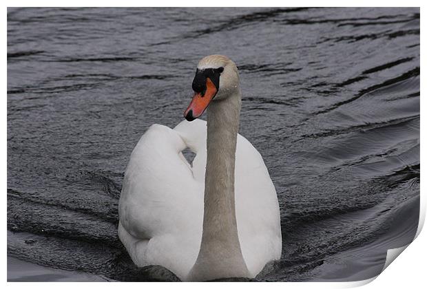 Swan on River Print by Linda Brown