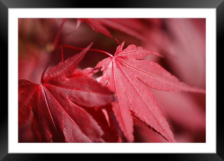 RED Framed Mounted Print by Rachael  Timms