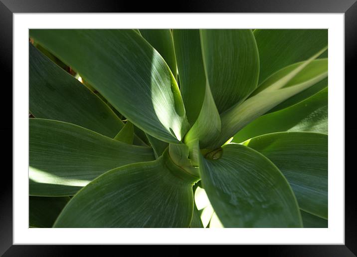 Green Framed Mounted Print by Rachael  Timms