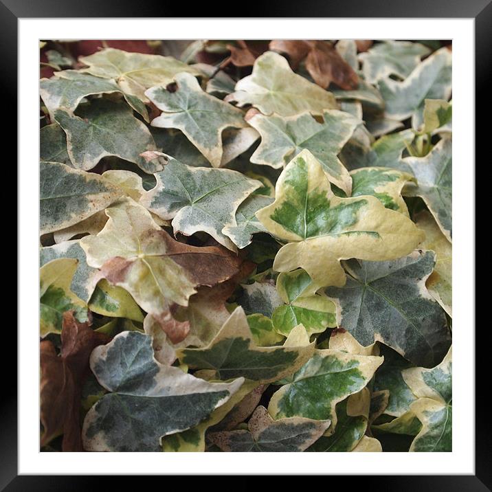 Lots of Leaves #1 Framed Mounted Print by Heidi Cameron