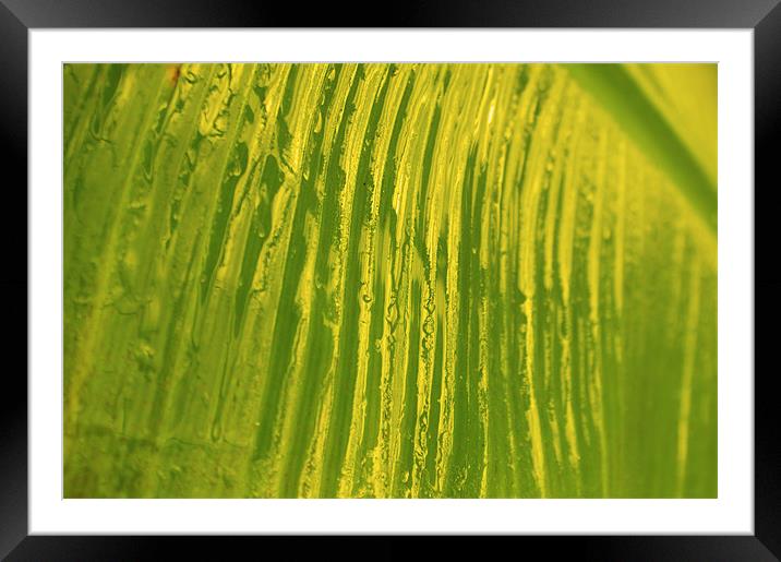 Banana Leaf Framed Mounted Print by Rachael  Timms