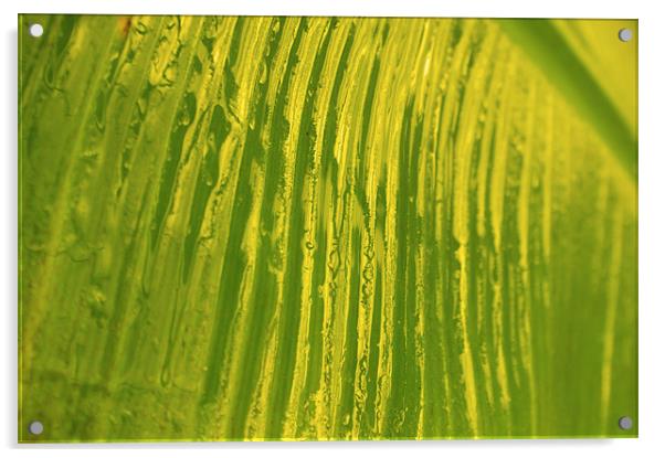 Banana Leaf Acrylic by Rachael  Timms
