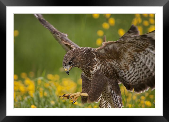 Buzzard landing in flower Meadow Framed Mounted Print by Val Saxby LRPS